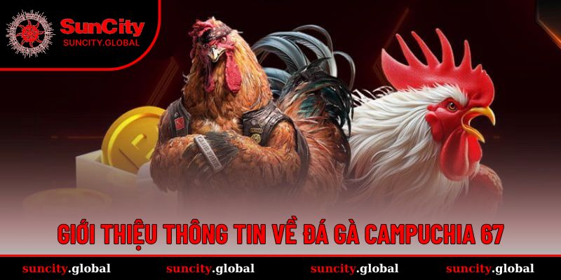 Đá Gà Campuchia 67 - Đấu Trường Xanh Chín, Ăn Tiền Khủng 1 Đá gà Campuchia 67 cực kỳ thu hút đông đảo người chơi