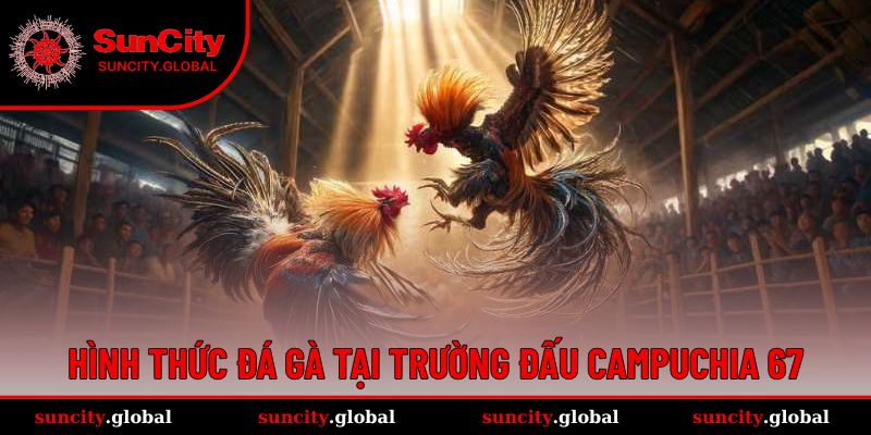 Đá Gà Campuchia 67 - Đấu Trường Xanh Chín, Ăn Tiền Khủng 2 Hình thức chọi gà đa dạng tại đấu trường đấu