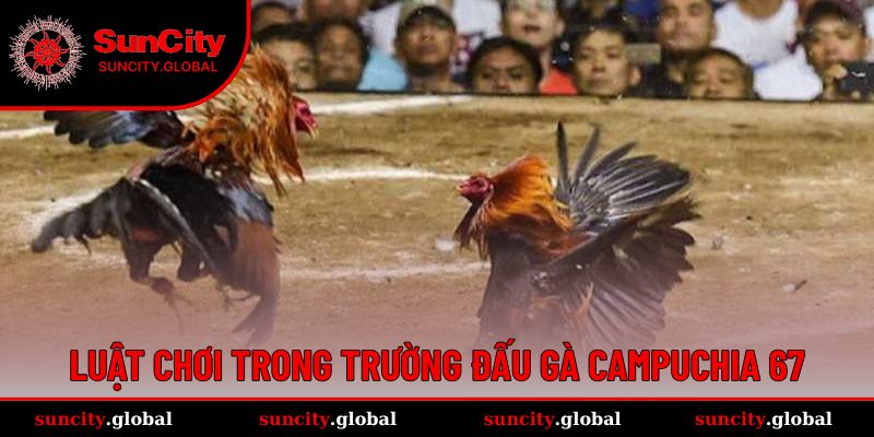 Đá Gà Campuchia 67 - Đấu Trường Xanh Chín, Ăn Tiền Khủng 3 Luật chơi tại trường gà Campuchia 67 vô cùng thú vị