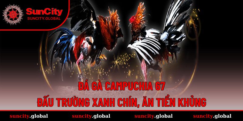 Đá Gà Campuchia 67 - Đấu Trường Xanh Chín, Ăn Tiền Khủng 10 đá gà Campuchia 67