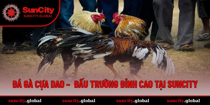 Đá Gà Cựa Dao – Trải Nghiệm Đấu Trường Đỉnh Cao Tại SUNCITY 14 Đá Gà Cựa Dao – Trải Nghiệm Đấu Trường Đỉnh Cao Tại SUNCITY