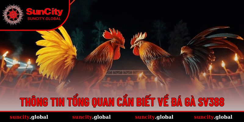 Đá Gà SV388 - Sảnh Cá Cược Chất Lượng Đến Từ Campuchia 1 Đá gà SV388 là sảnh chơi nổi tiếng ở nhiều nền tảng