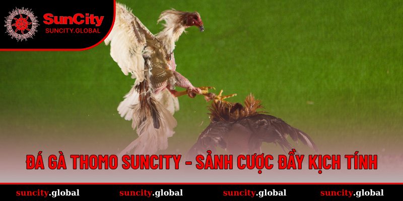 Đá Gà Thomo SUNCITY - Sảnh Cược Trực Tiếp Đầy Kịch Tính 14 Đá gà Thomo