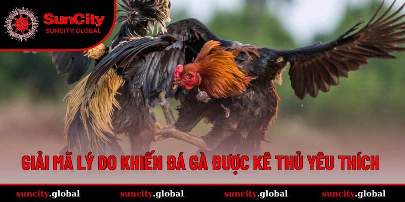 Đá Gà SUNCITY – Trận Đấu Kịch Tính, Xem Chuẩn HD Mỗi Ngày 2 Sức hút khiến sân chơi đấu kê được anh em đam mê lựa chọn