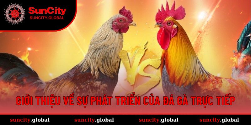 Đá Gà Trực Tiếp - Kịch Tính Trong Từng Cú Đá Tại Suncity 1 Giới thiệu về hình thức đá gà trực tiếp