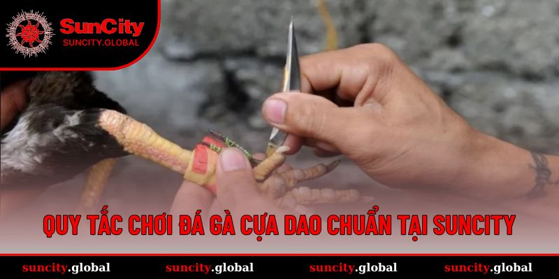 Đá Gà Cựa Dao – Trải Nghiệm Đấu Trường Đỉnh Cao Tại SUNCITY 2 Quy tắc chuẩn trong đá gà cựa dao