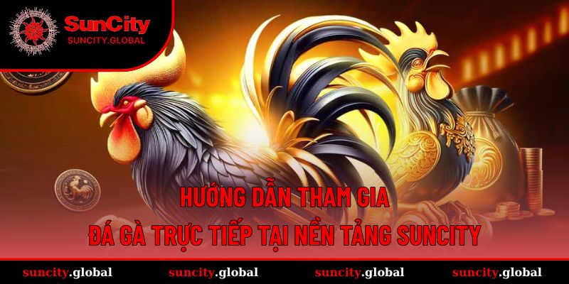 Đá Gà Trực Tiếp - Kịch Tính Trong Từng Cú Đá Tại Suncity 4 Tham gia ngay những trận đấu kê cùng Suncity